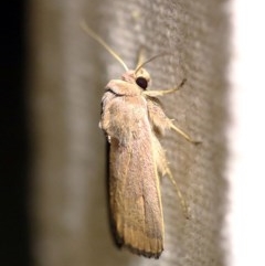 Proteuxoa porphyrescens at O'Connor, ACT - 17 Mar 2018