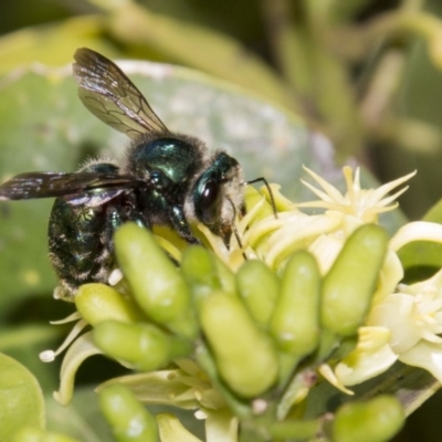 Xylocopa (Lestis) aerata (Golden-Green Carpenter Bee) at Acton, ACT - 16 Mar 2018 by DerekC