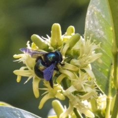 Xylocopa (Lestis) aerata (Golden-Green Carpenter Bee) at Acton, ACT - 15 Mar 2018 by DerekC