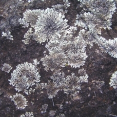 Parmeliaceae (family) (A lichen family) at Kambah, ACT - 18 Mar 2018 by MatthewFrawley