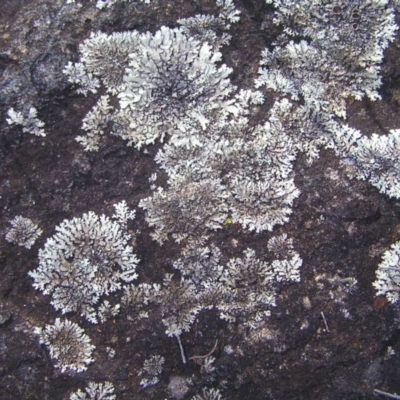 Parmeliaceae (family) (A lichen family) at Kambah, ACT - 18 Mar 2018 by MatthewFrawley