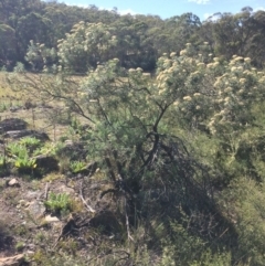 Cassinia longifolia (Shiny Cassinia, Cauliflower Bush) at Captains Flat, NSW - 11 Mar 2018 by alex_watt
