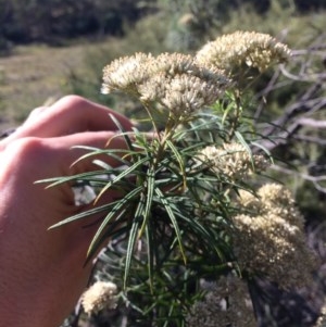 Cassinia longifolia at Captains Flat, NSW - 12 Mar 2018 10:12 AM