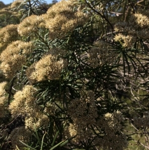 Cassinia longifolia at Captains Flat, NSW - 12 Mar 2018 10:12 AM