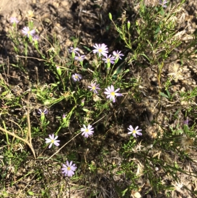 Vittadinia cuneata var. cuneata (Fuzzy New Holland Daisy) at Captains Flat, NSW - 11 Mar 2018 by alex_watt