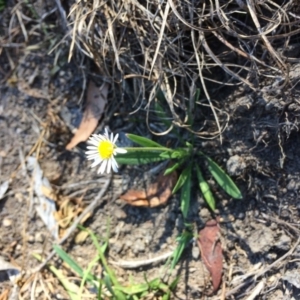 Brachyscome scapigera at Captains Flat, NSW - 12 Mar 2018