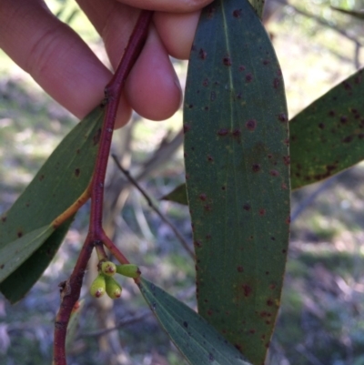 Eucalyptus pauciflora subsp. pauciflora (White Sally, Snow Gum) at Captains Flat, NSW - 11 Mar 2018 by alex_watt