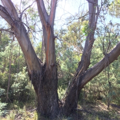 Eucalyptus stellulata (Black Sally) at Captains Flat, NSW - 12 Mar 2018 by alexwatt