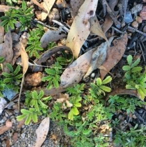 Acaena sp. at Captains Flat, NSW - 12 Mar 2018