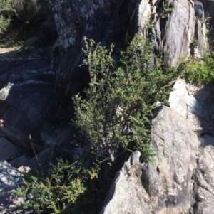 Bursaria spinosa at Captains Flat, NSW - 12 Mar 2018 10:47 AM