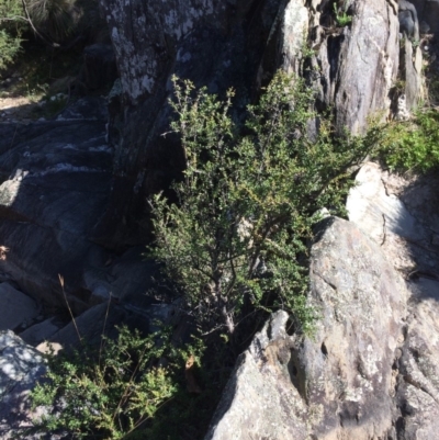 Bursaria spinosa (Native Blackthorn, Sweet Bursaria) at Captains Flat, NSW - 11 Mar 2018 by alex_watt