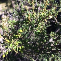 Bursaria spinosa at Captains Flat, NSW - 12 Mar 2018