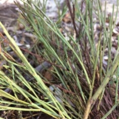 Exocarpos strictus at Captains Flat, NSW - 12 Mar 2018 10:50 AM