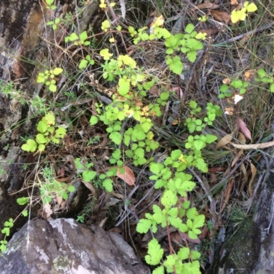 Rubus parvifolius (Native Raspberry) at Captains Flat, NSW - 12 Mar 2018 by alexwatt