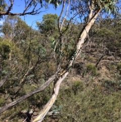 Eucalyptus pauciflora subsp. pauciflora (White Sally, Snow Gum) at Captains Flat, NSW - 11 Mar 2018 by alex_watt