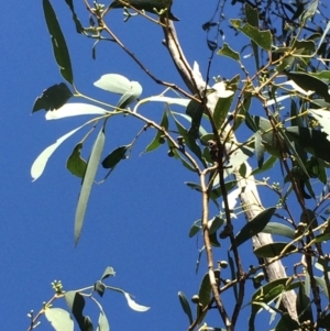 Eucalyptus pauciflora subsp. pauciflora at Captains Flat, NSW - 12 Mar 2018