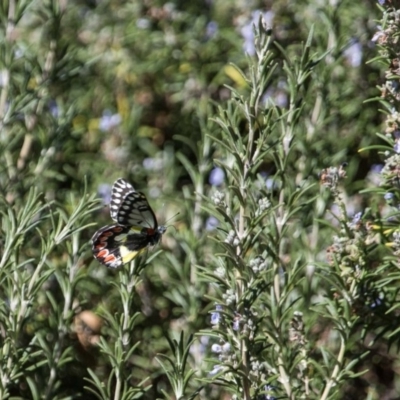 Delias aganippe (Spotted Jezebel) at Murrumbateman, NSW - 18 Mar 2018 by SallyandPeter