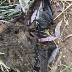 Pteropus poliocephalus at Watson, ACT - 18 Mar 2018