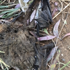 Pteropus poliocephalus at Watson, ACT - 18 Mar 2018 06:22 PM