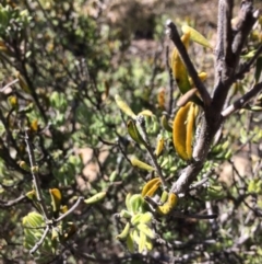 Persoonia rigida (Hairy Geebung) at Captains Flat, NSW - 12 Mar 2018 by alexwatt