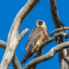 Falco longipennis (Australian Hobby) at Rendezvous Creek, ACT - 18 Mar 2018 by ajc