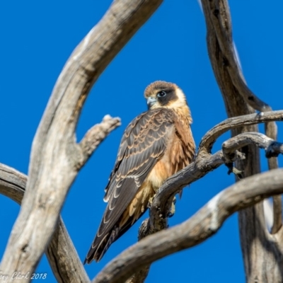 Falco longipennis (Australian Hobby) at Rendezvous Creek, ACT - 18 Mar 2018 by ajc