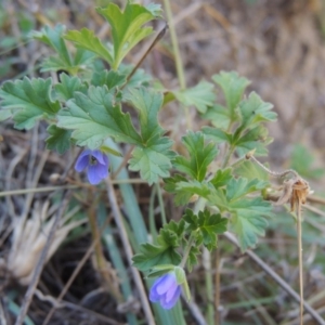 Erodium crinitum at Tennent, ACT - 8 Mar 2018 06:18 PM