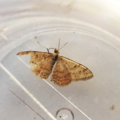 Scopula rubraria (Reddish Wave, Plantain Moth) at Hughes, ACT - 19 Mar 2018 by ruthkerruish