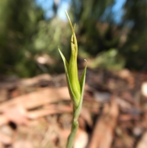 Diplodium ampliatum at Cook, ACT - suppressed