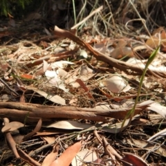 Diplodium ampliatum at Cook, ACT - suppressed