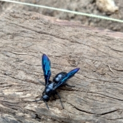 Austroscolia soror (Blue Flower Wasp) at Holder, ACT - 13 Mar 2018 by Toneholl