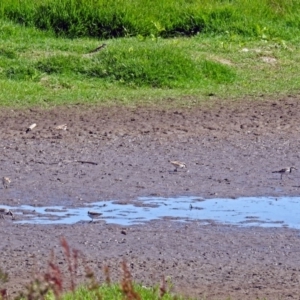 Charadrius melanops at Fyshwick, ACT - 19 Mar 2018 11:24 AM