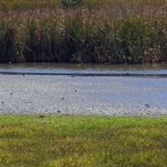 Charadrius melanops at Fyshwick, ACT - 19 Mar 2018