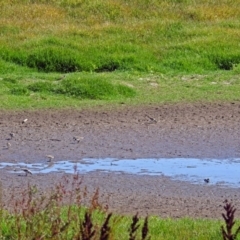 Charadrius melanops at Fyshwick, ACT - 19 Mar 2018 11:24 AM