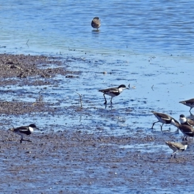 Erythrogonys cinctus (Red-kneed Dotterel) at Jerrabomberra Wetlands - 19 Mar 2018 by RodDeb