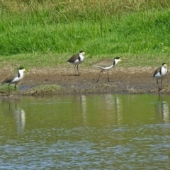 Vanellus miles (Masked Lapwing) at Fyshwick, ACT - 19 Mar 2018 by RodDeb