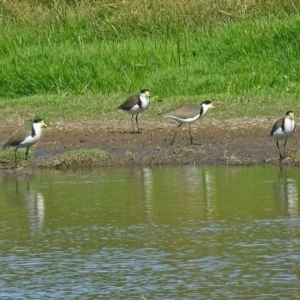 Vanellus miles at Fyshwick, ACT - 19 Mar 2018 11:03 AM