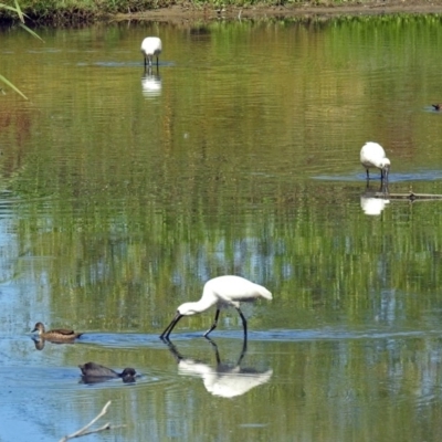 Platalea regia (Royal Spoonbill) at Fyshwick, ACT - 19 Mar 2018 by RodDeb