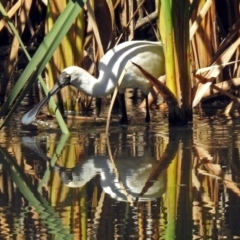 Platalea regia at Fyshwick, ACT - 19 Mar 2018 12:14 PM