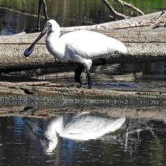 Platalea regia at Fyshwick, ACT - 19 Mar 2018 12:14 PM