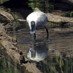 Platalea regia at Fyshwick, ACT - 19 Mar 2018 12:14 PM