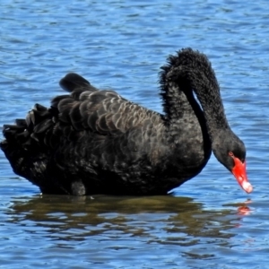 Cygnus atratus at Fyshwick, ACT - 19 Mar 2018 11:06 AM