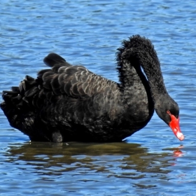 Cygnus atratus (Black Swan) at Fyshwick, ACT - 19 Mar 2018 by RodDeb
