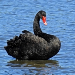 Cygnus atratus at Fyshwick, ACT - 19 Mar 2018 11:06 AM