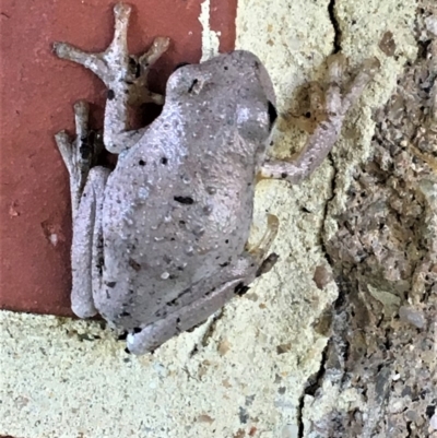 Litoria peronii (Peron's Tree Frog, Emerald Spotted Tree Frog) at Sutton, NSW - 19 Mar 2018 by Whirlwind