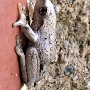 Litoria peronii at Sutton, NSW - 19 Mar 2018 04:03 PM