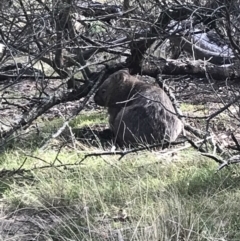 Vombatus ursinus (Bare-nosed Wombat) at Bungendore, NSW - 18 Mar 2018 by yellowboxwoodland