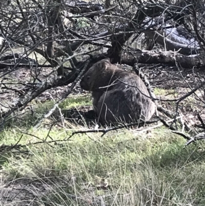 Vombatus ursinus (Common wombat, Bare-nosed Wombat) at Bungendore, NSW - 17 Mar 2018 by yellowboxwoodland