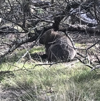 Vombatus ursinus (Bare-nosed Wombat) at Bungendore, NSW - 18 Mar 2018 by yellowboxwoodland