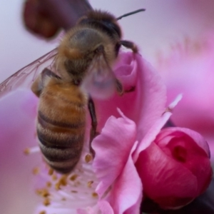 Apis mellifera at Isaacs, ACT - 18 Aug 2016